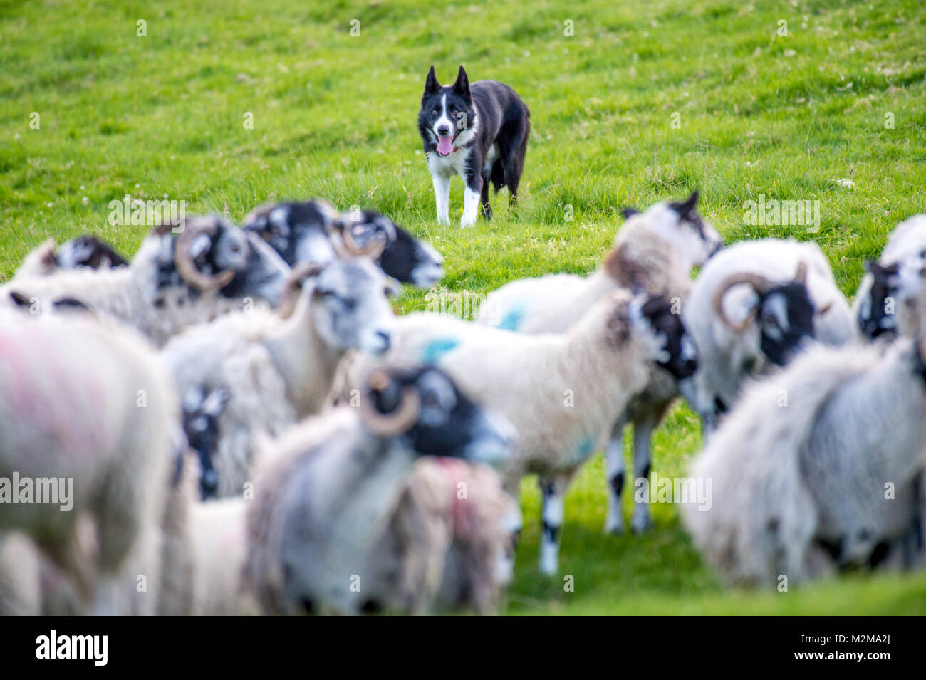 Border Collie chases after flock of sheep in order to herd them, Yorkshire Dales, UK Stock Photo