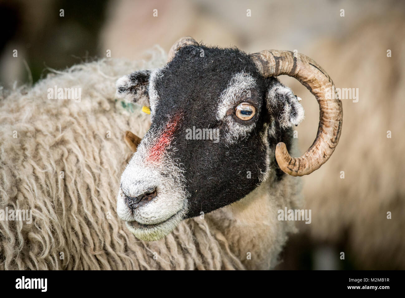 Up close portrait of sheep, Yorkshire Dales, UK Stock Photo