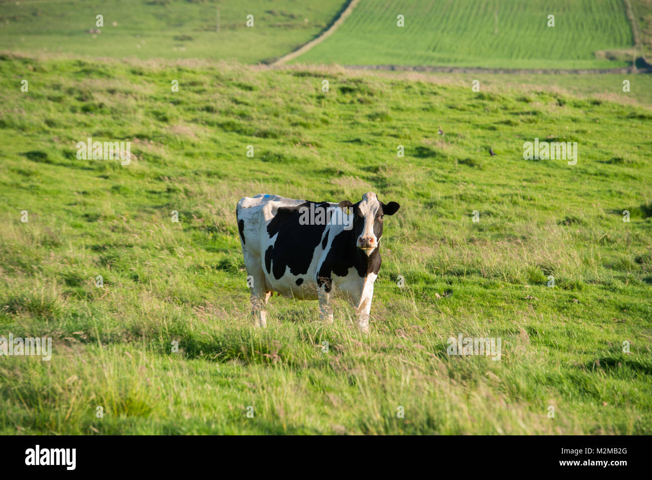 Solo cow stands in grassy pasture, Yorkshire Dales, UK Stock Photo - Alamy