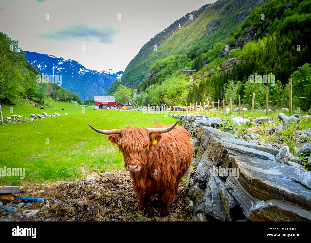On the way to buerbreen glacier hike in Odda Norway Stock Photo