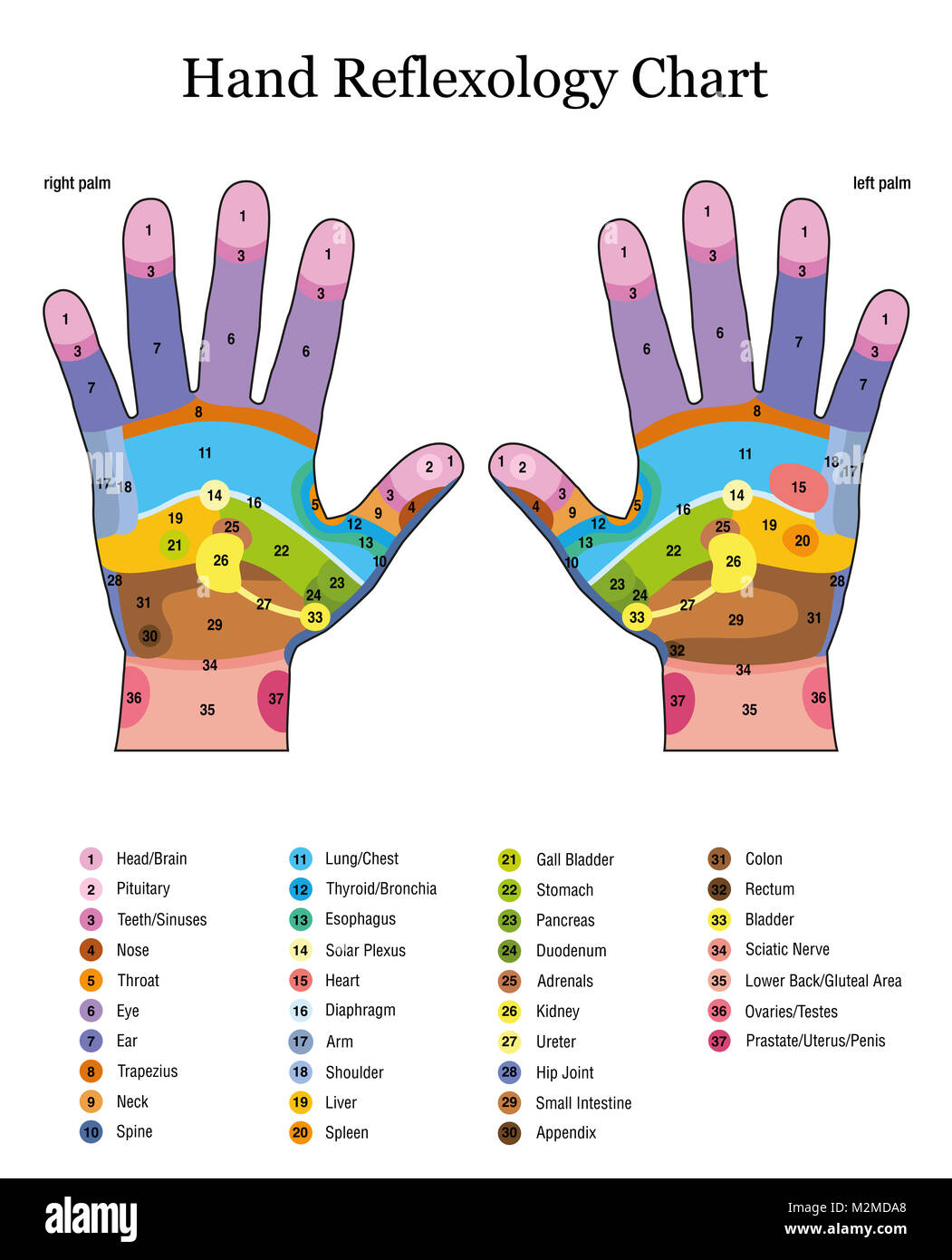 Hand reflexology. Alternative acupressure and physiotherapy health treatment. Zone massage chart with colored areas. Numbering and listing of names of Stock Photo