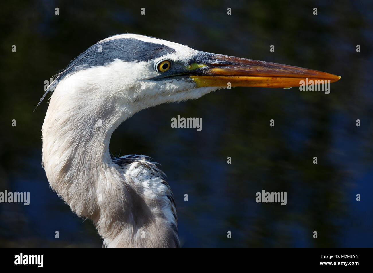 Great Blue Heron, Florida Everglades Stock Photo