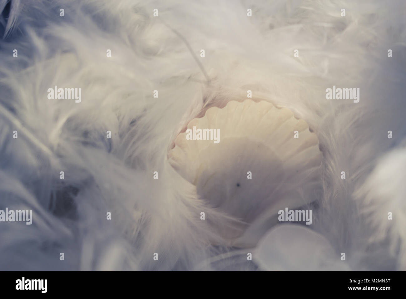 Shell. Shell in white feathers with soft lighting Stock Photo - Alamy