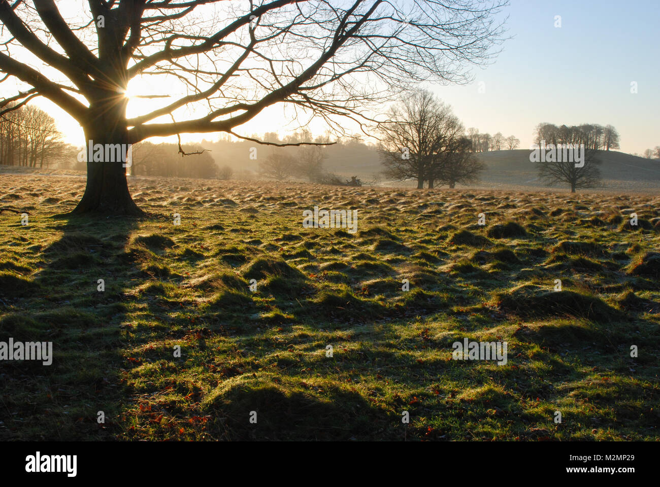 Early morning landscape at Petworth Park in West Sussex, UK. A beautiful sunny but frosty winter day in the English countryside. Stock Photo