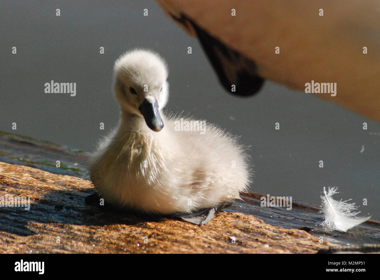 Young cygnet resting under the safety of its mute swan mother (Cygnus olor), UK Stock Photo