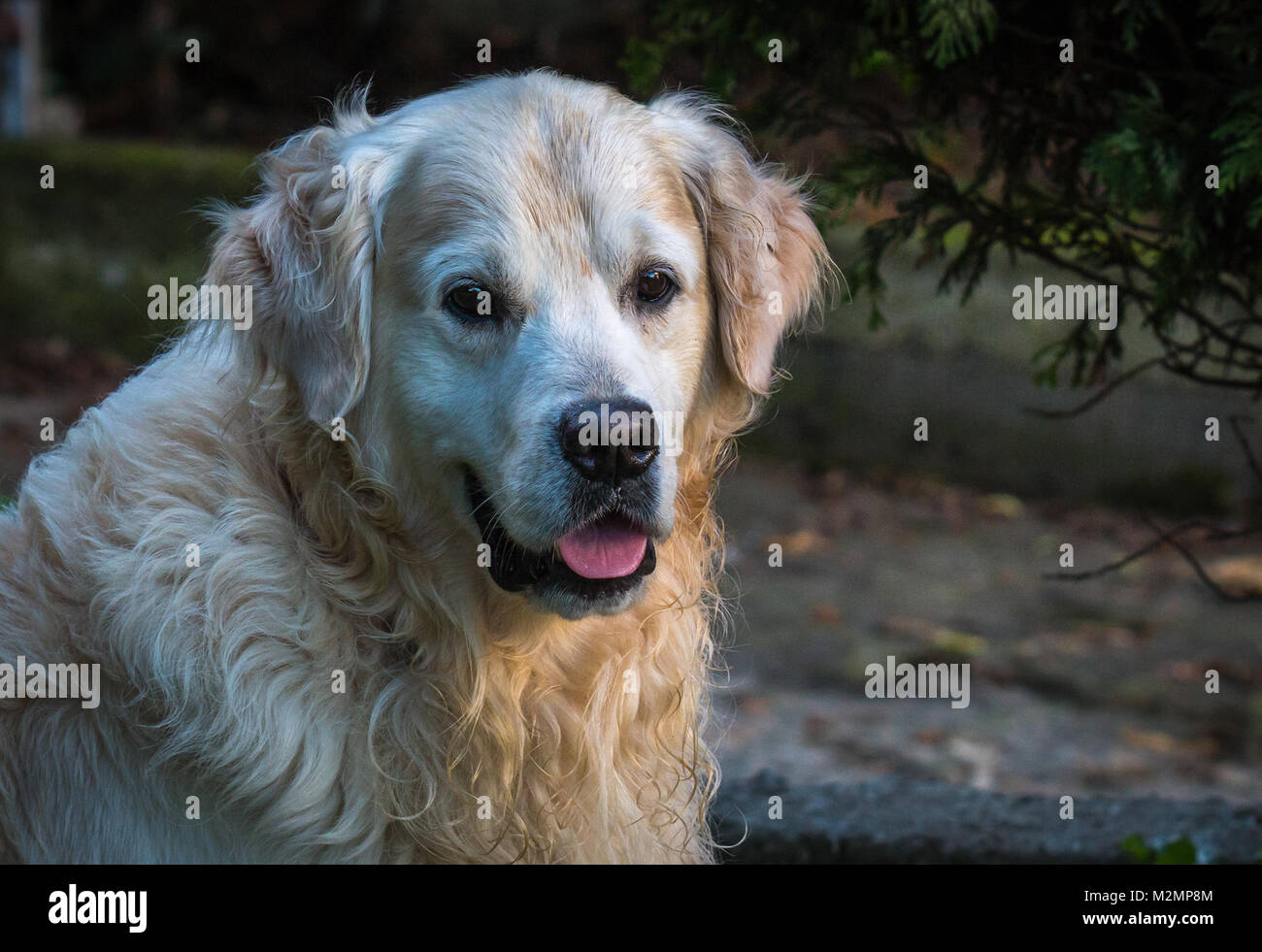 Tweed Water Spaniel