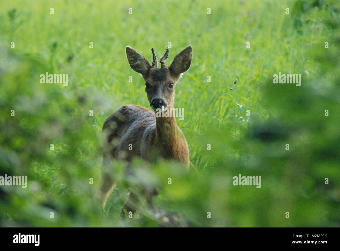 Young male roe deer (Capreolus capreolus) in the English countryside Stock  Photo - Alamy