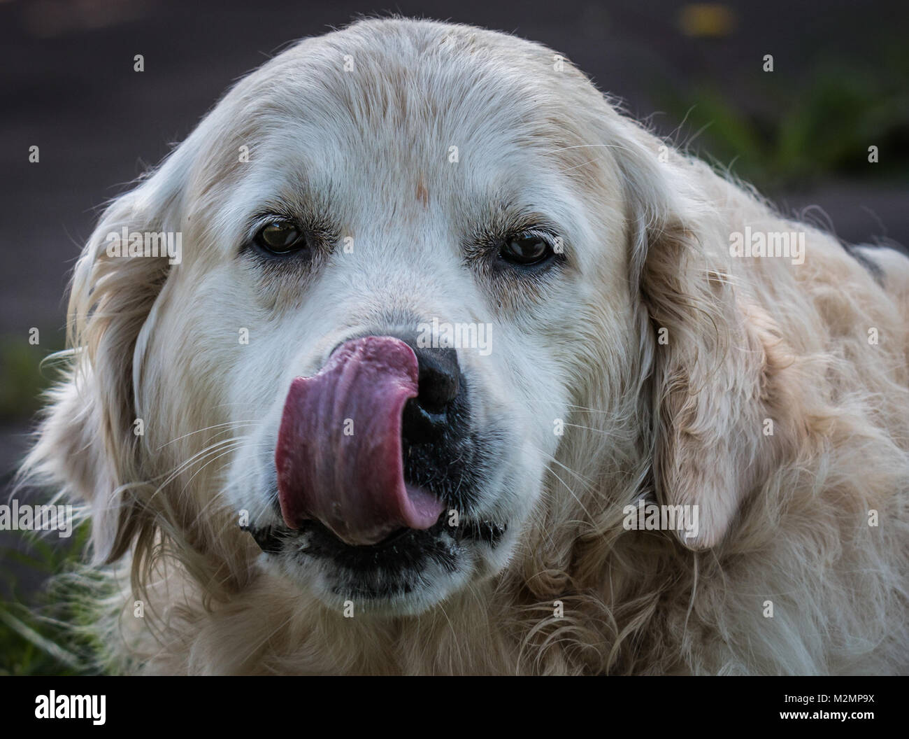Are English Water Spaniels Extinct