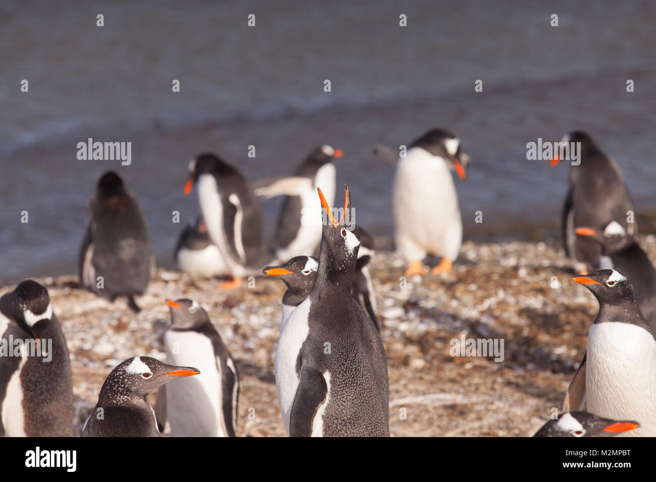 Gentoo Penguin Colony, Falkland Islands With Penguin calling Stock Photo