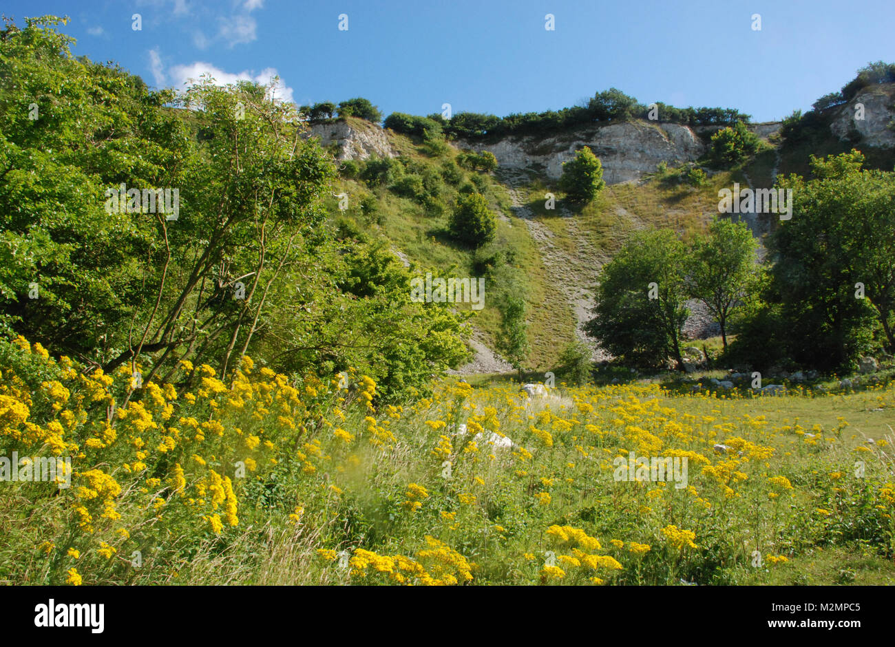 View of Malling Down Nature Reserve chalk pit with late summer wildflowers, Lewes, East Sussex, UK, part of the South Downs National Park Stock Photo