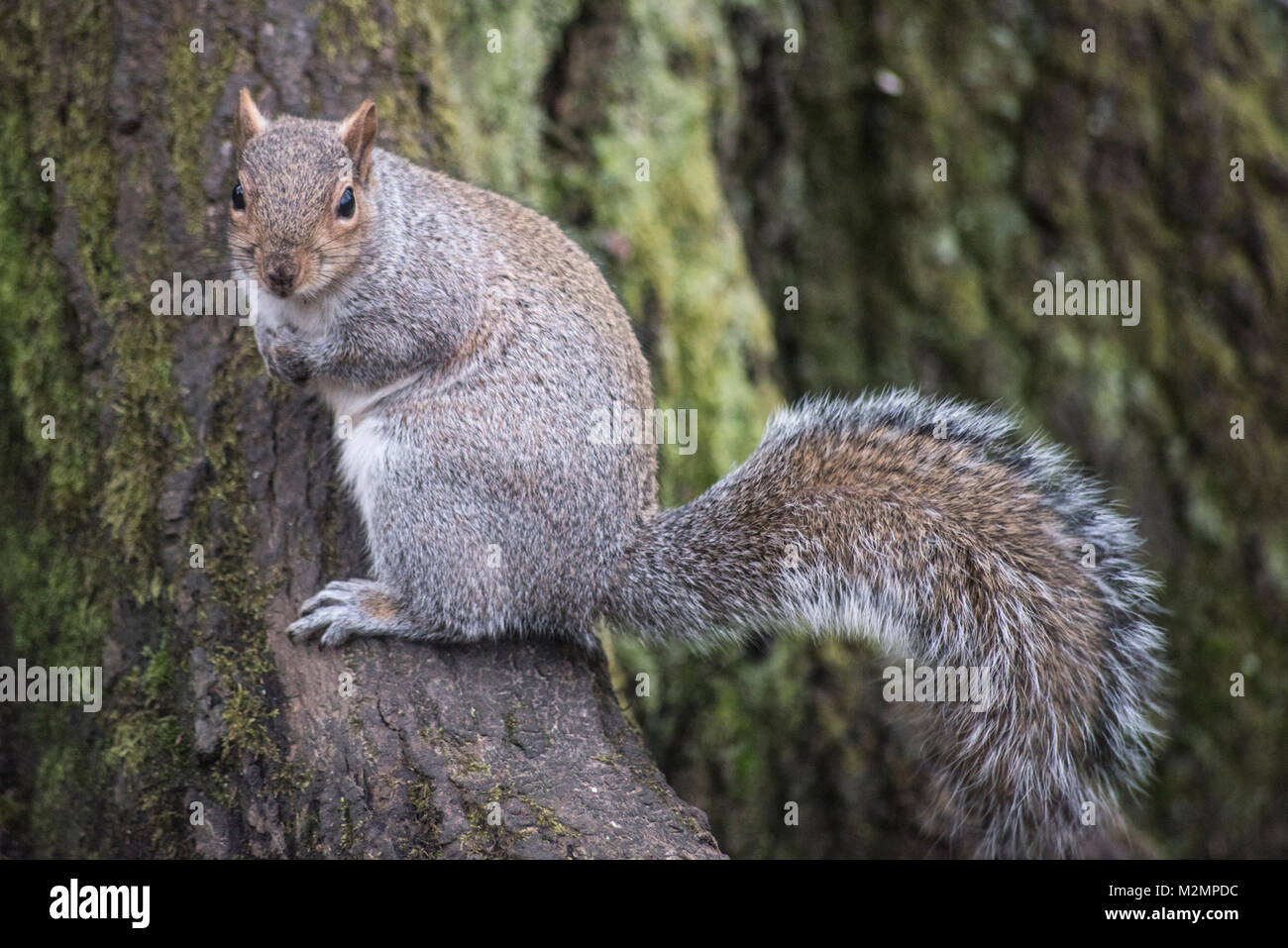 ROATH PARK, CARDIFF, UK. 17th January 2018. A squirrel perches on the base of a tree and looks cheekily into the lens in Roath Park in Cardiff. Squirr Stock Photo