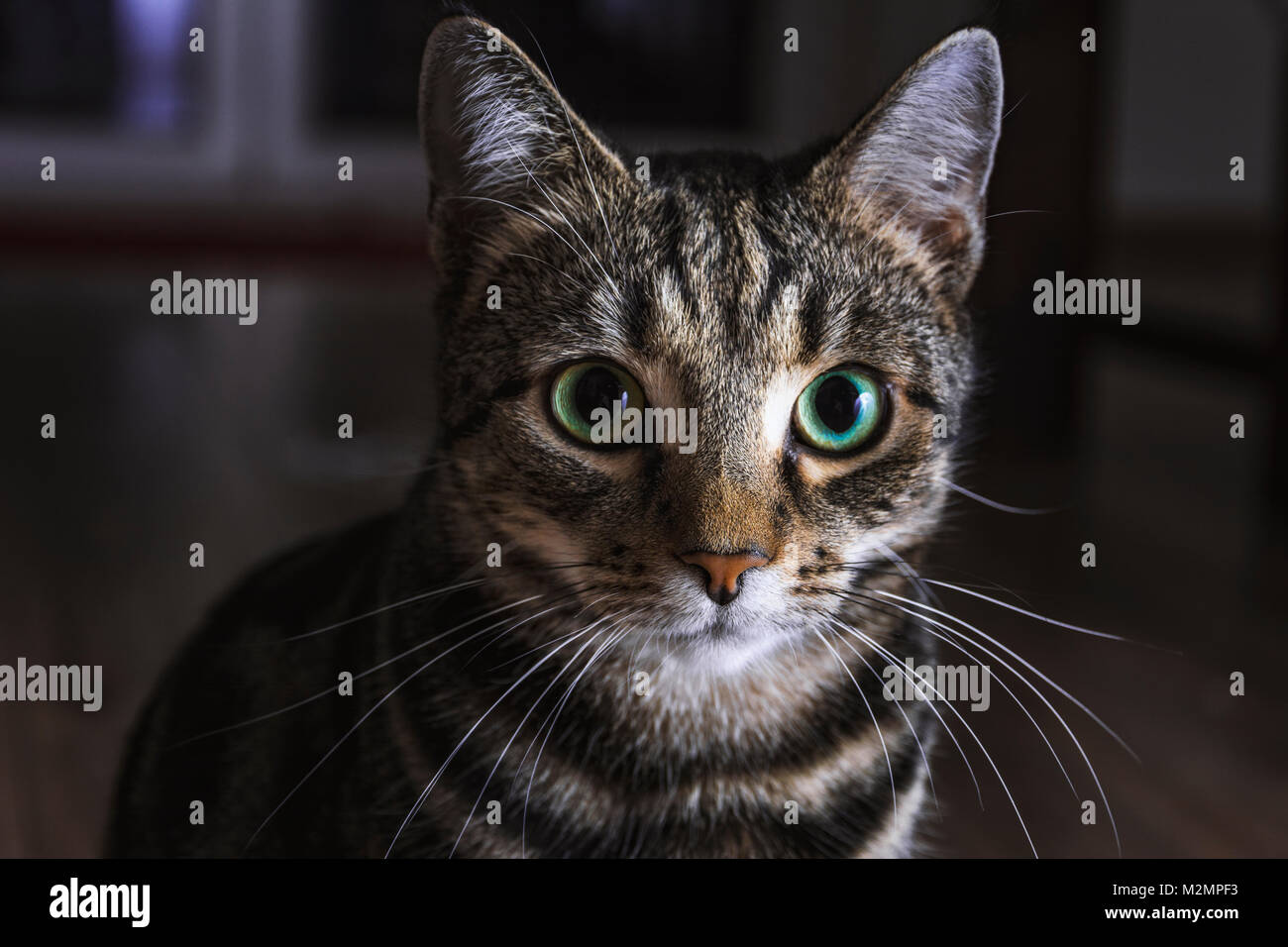 Cat looking Stock Photo
