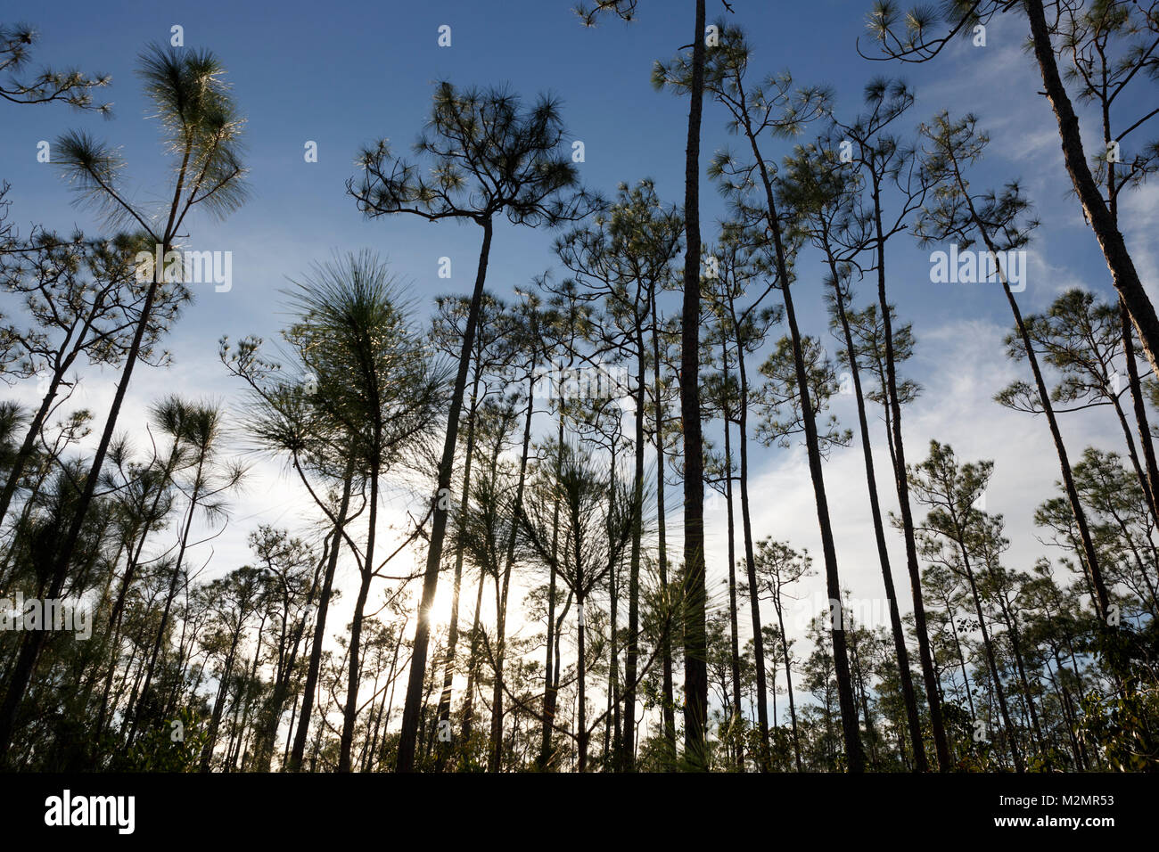 Pinelands site, Everglades National Park, Florida Stock Photo