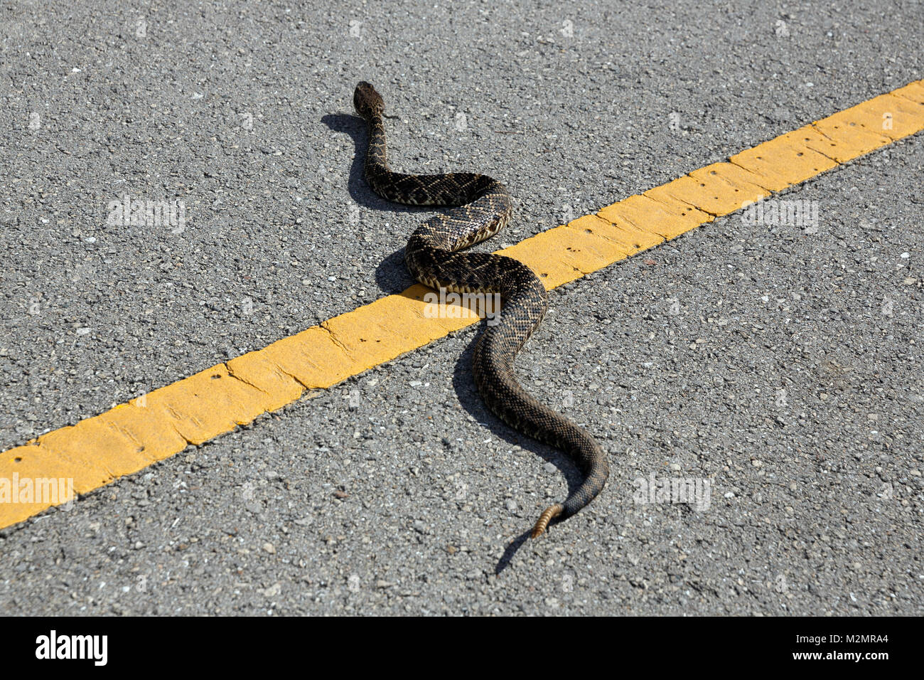 Eastern diamondback rattlesnake crossing the road, Florida Everglades