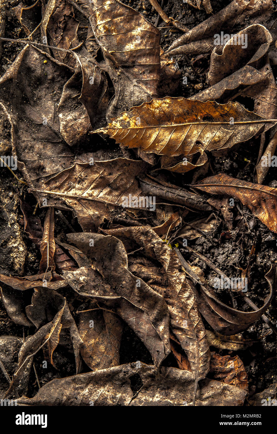 Dried leaves texture Stock Photo - Alamy