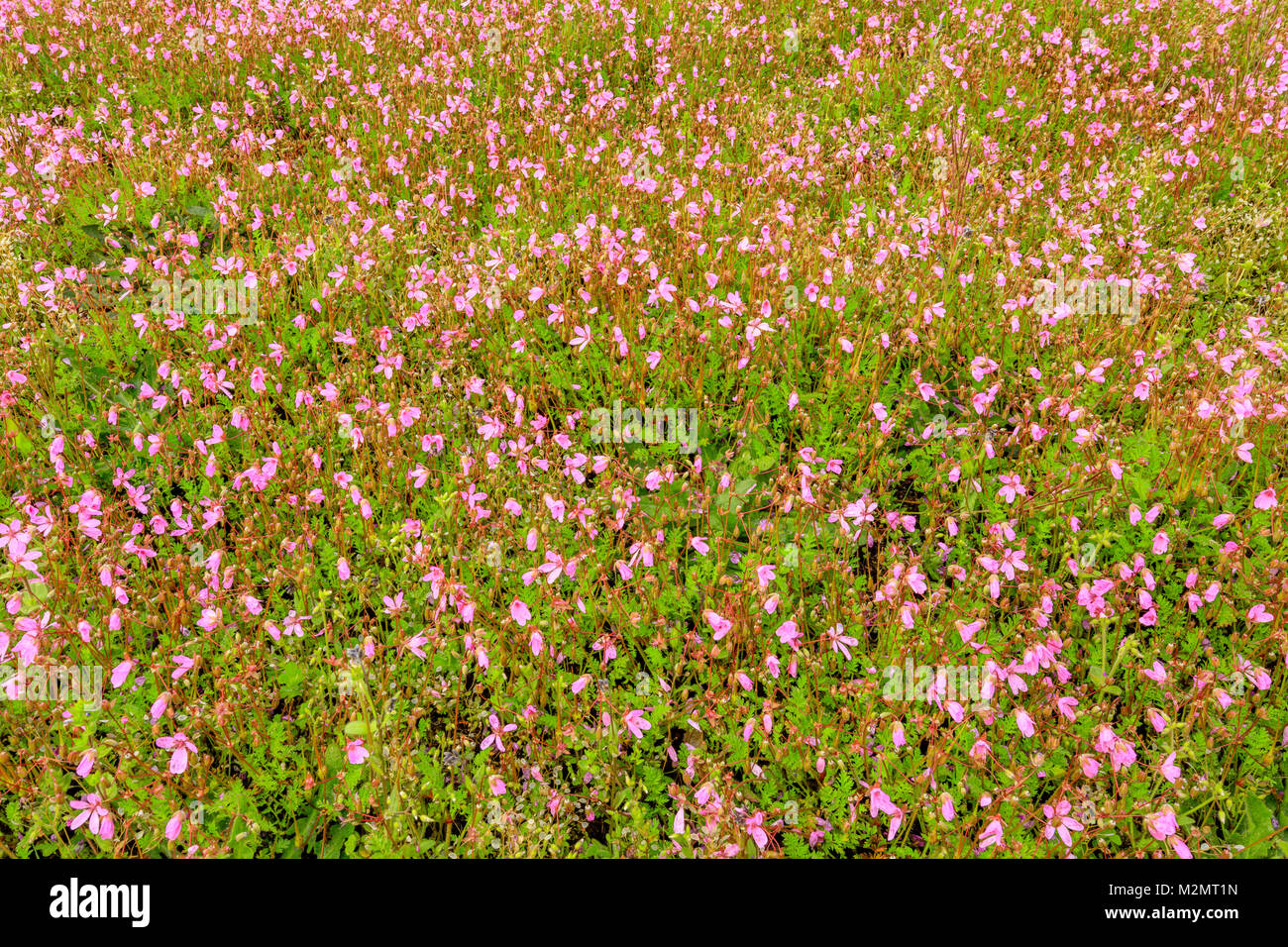 Wildflowers on Vancouver Island Stock Photo Alamy
