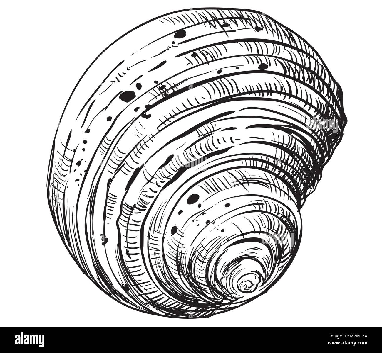 Hand drawing seashell. Vector monochrome illustration of swirl seashell isolated on white background. Stock Vector