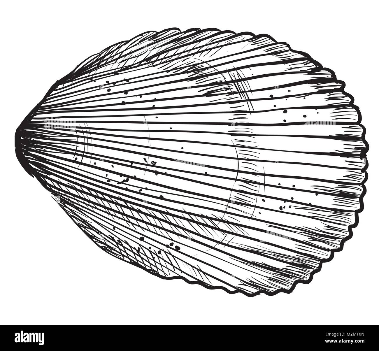 Hand drawing seashell. Vector monochrome illustration of Bivalve mollusk isolated on white background. Stock Vector