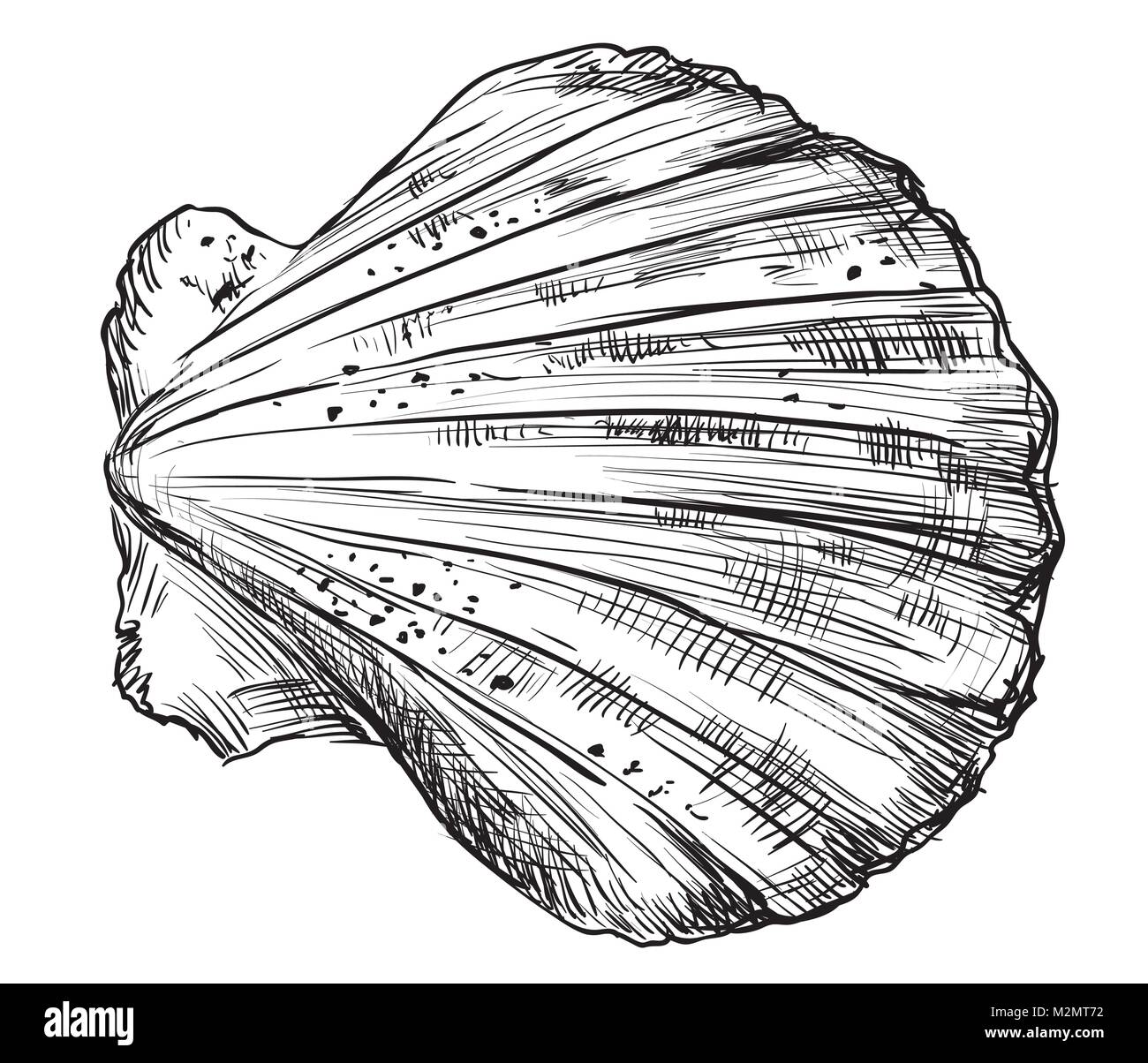 Hand drawing seashell. Vector monochrome illustration of seashell (Bivalve mollusk) isolated on white background. Stock Vector