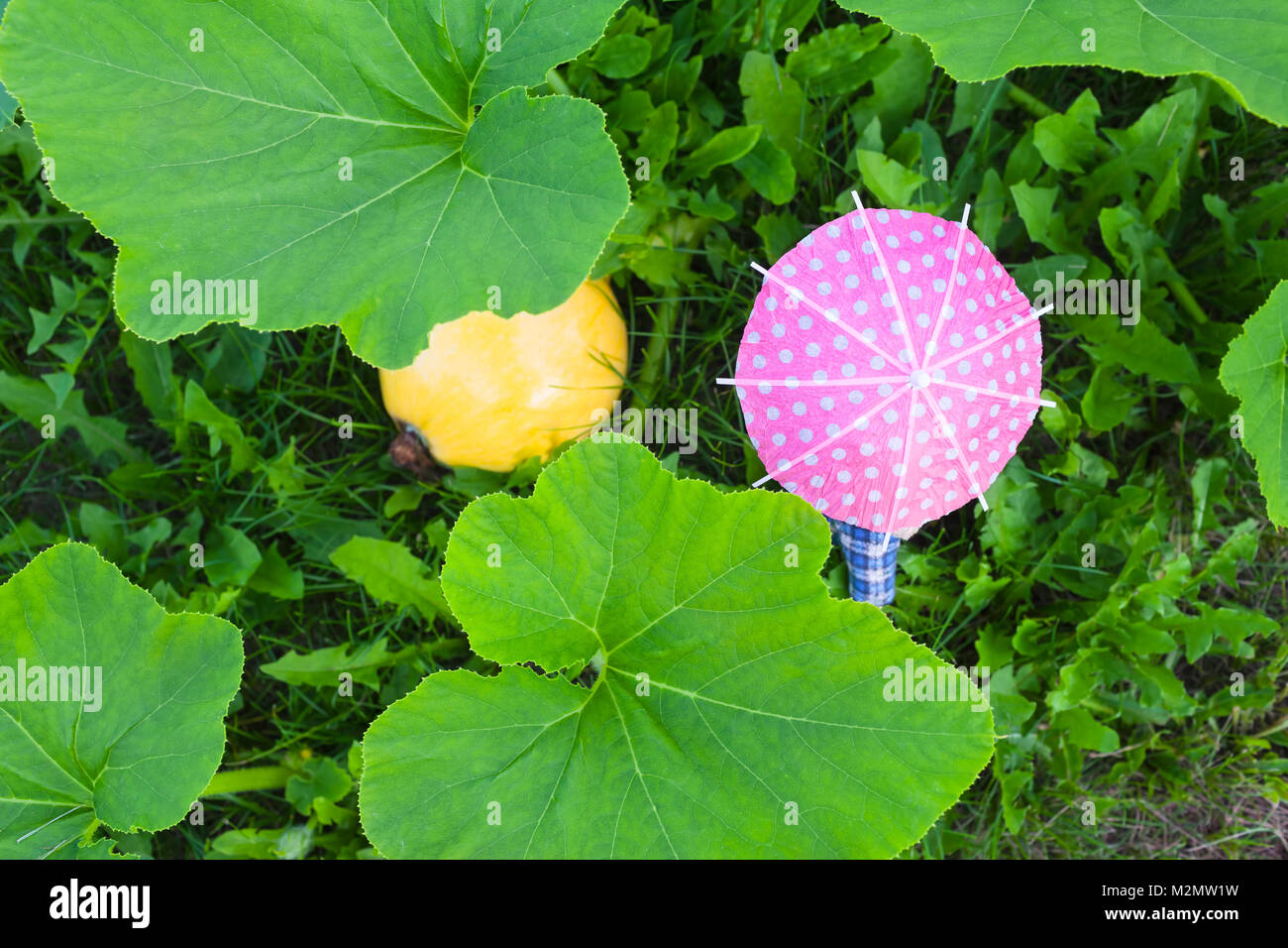 View down from above to meadow grass, big leaves of pumpkin with vegetable fruit and polka-dotted pink miniature umbrella Stock Photo