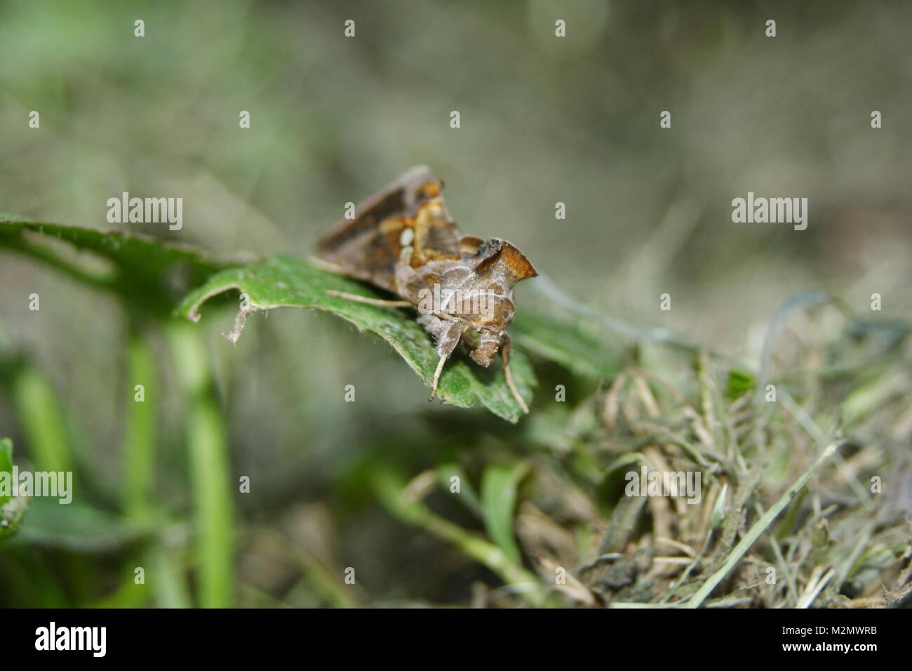 Fruit Piercing Moth 'Eudocima fullonia' Stock Photo