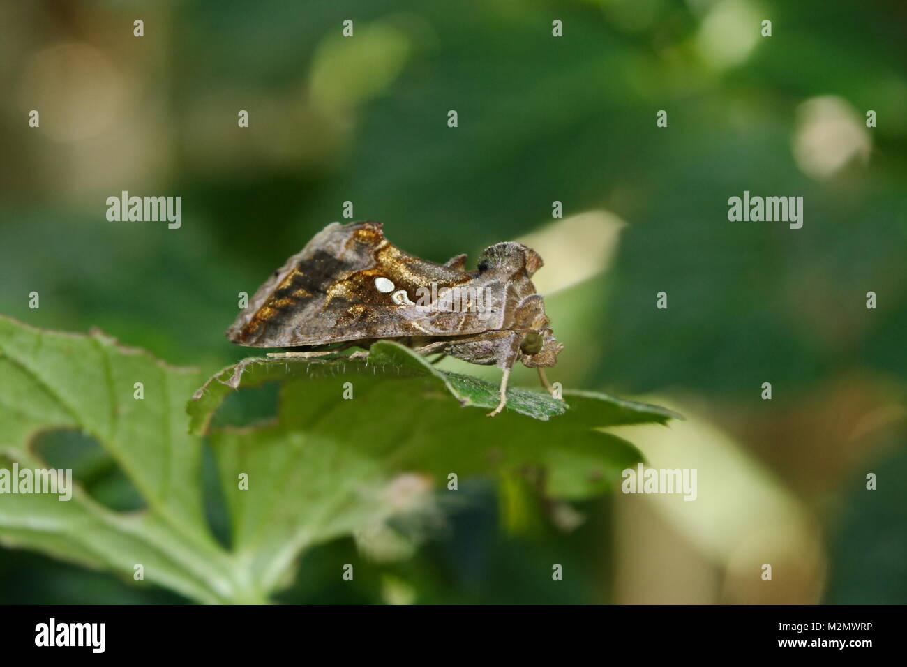 Fruit Piercing Moth 'Eudocima fullonia' Stock Photo