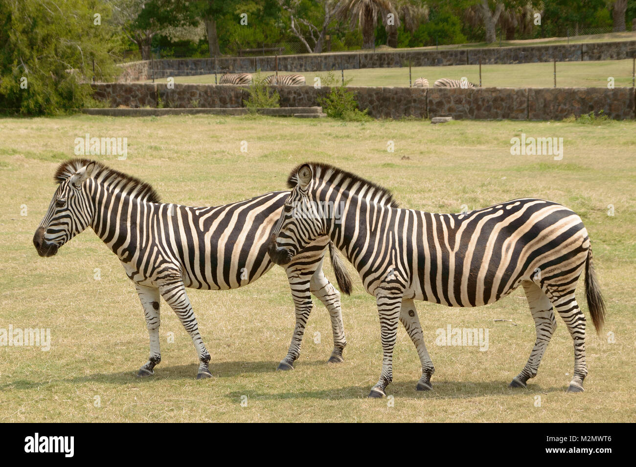 two zebras in the natural reserve in Montevideo, Uruguay Stock Photo