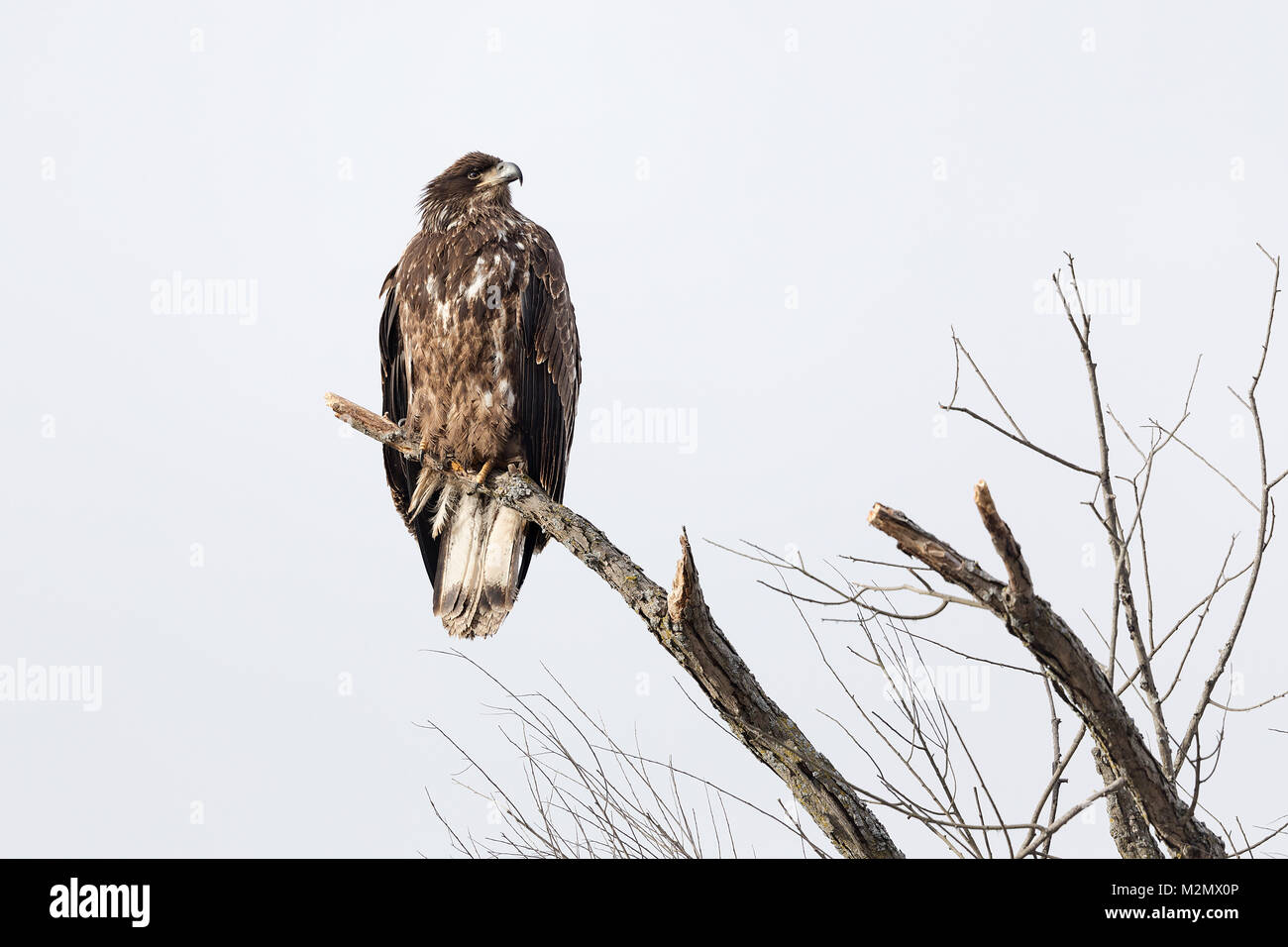 Raptors Of Missouri Missouris Natural Heritage