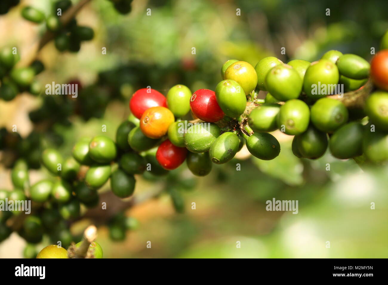 coffeeplant with different colored beans in Bolaven Plateau Laos Stock Photo