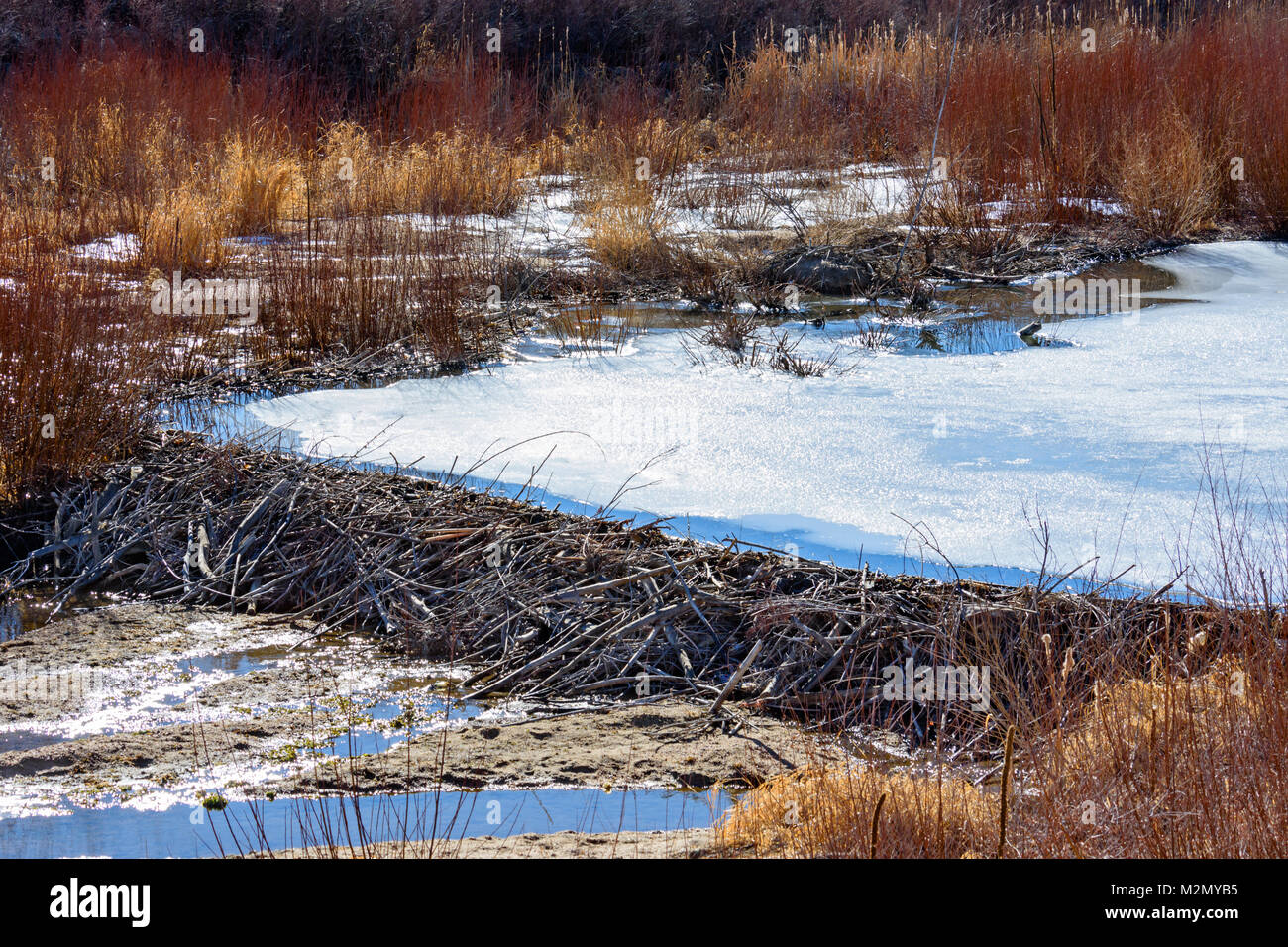 Beaver Dam Winter Hi Res Stock Photography And Images Alamy