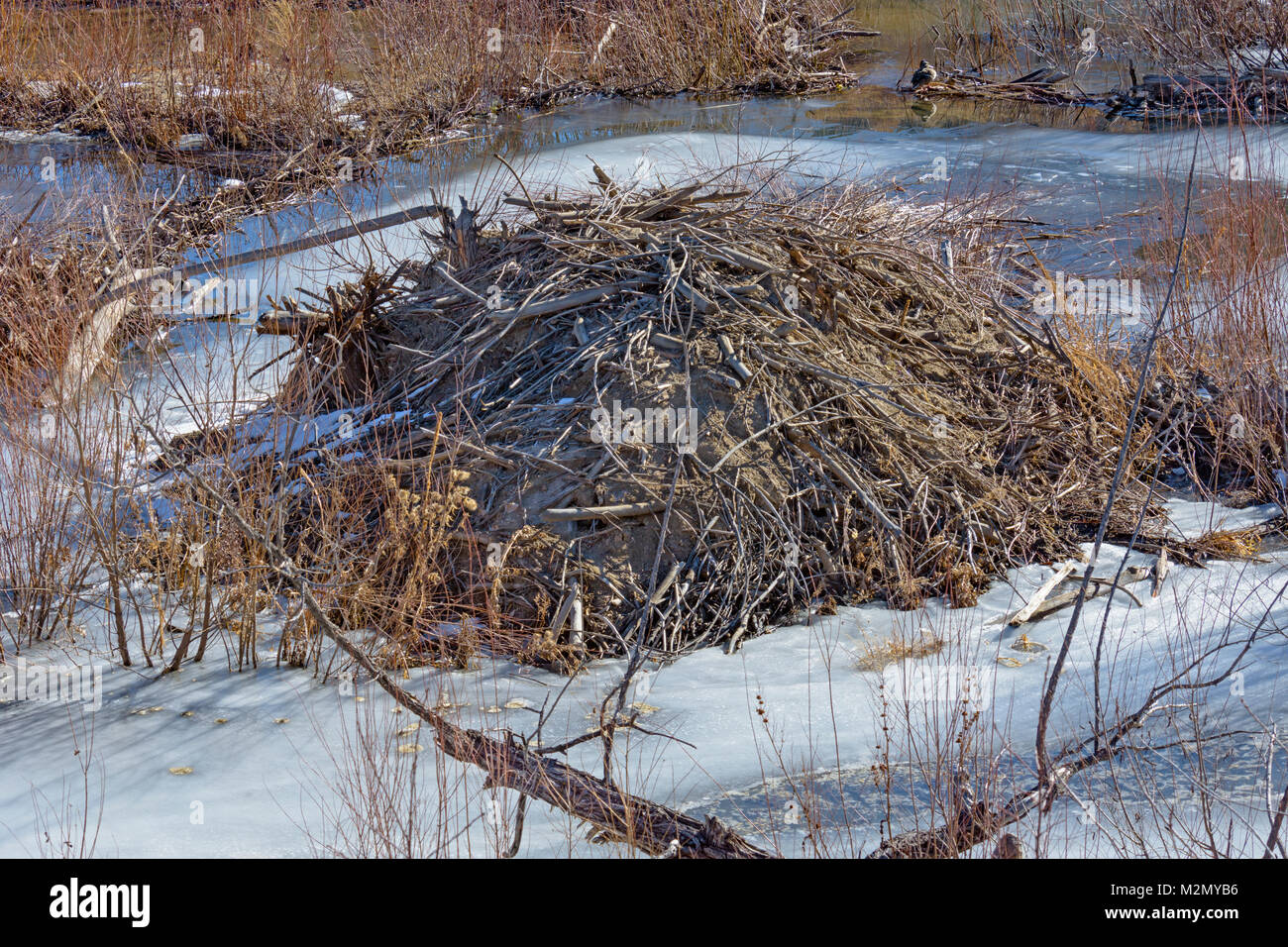Beaver lodge hires stock photography and images Alamy