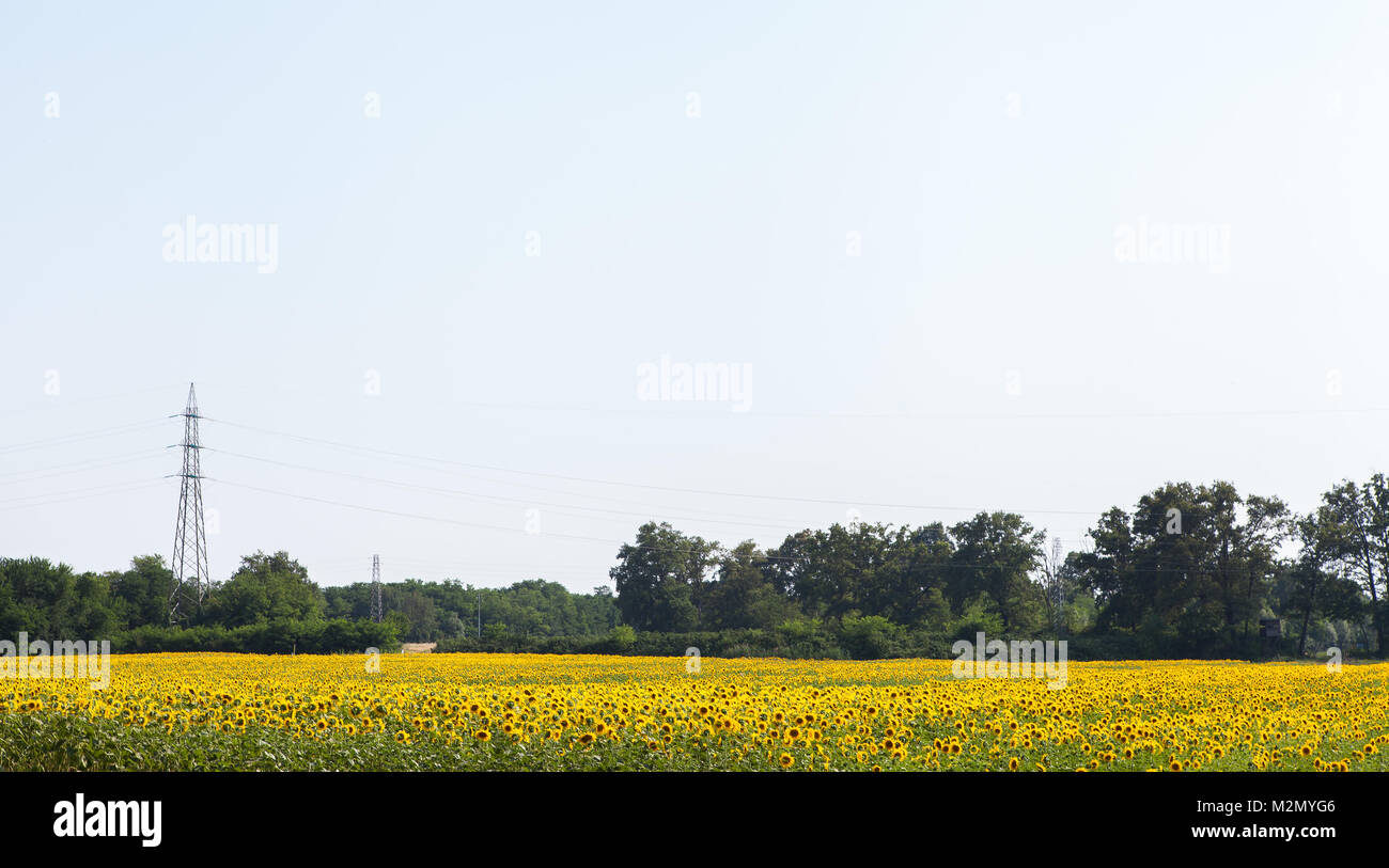 Sunflower field background Stock Photo - Alamy