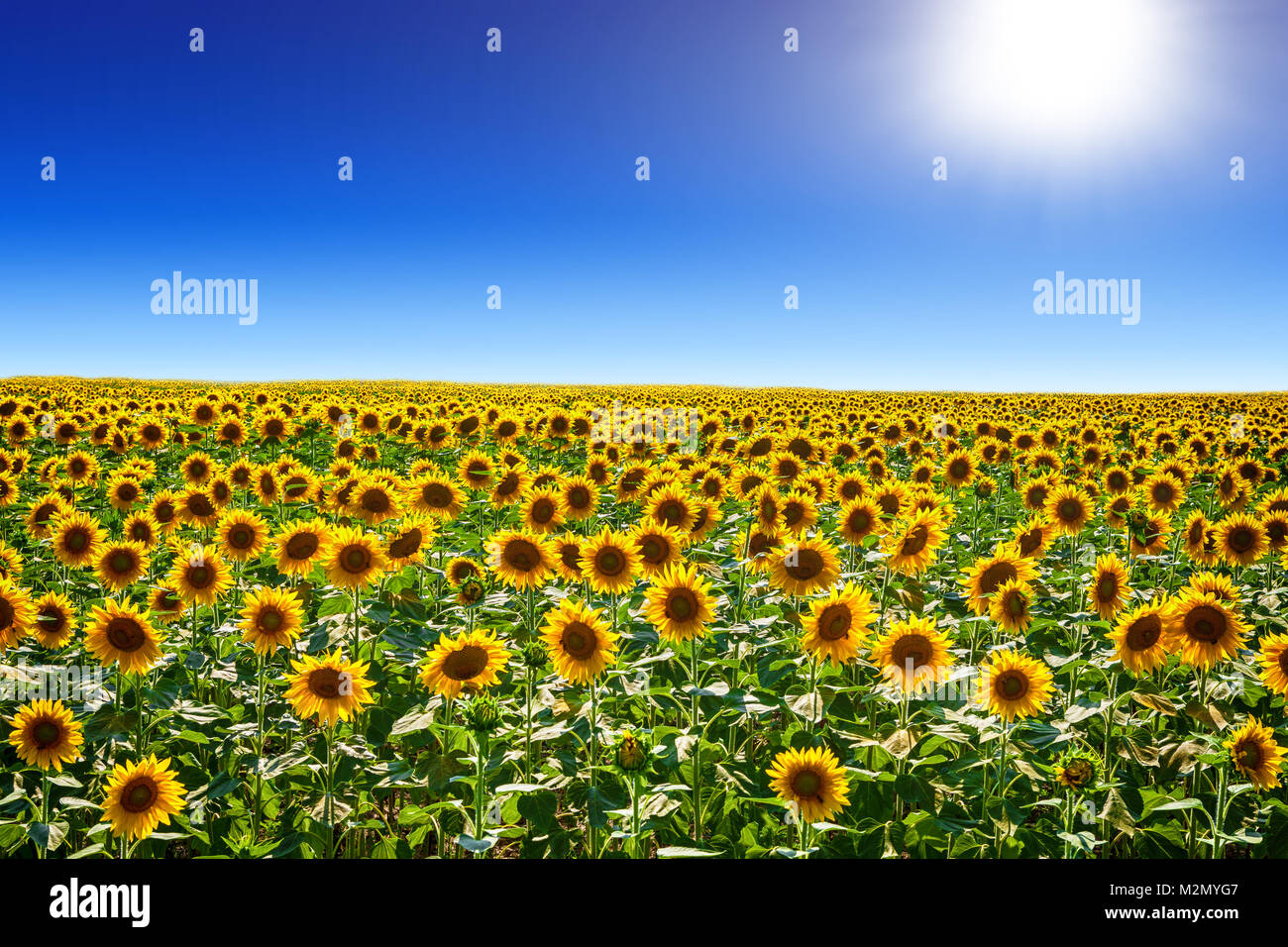 Sunflower field background Stock Photo - Alamy