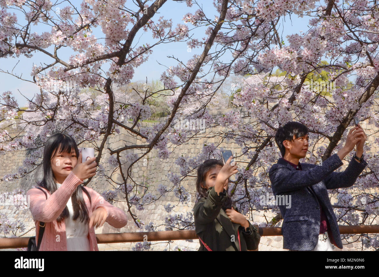Three young adults taking selfies with cherry blossoms near Osaka Castle. Stock Photo