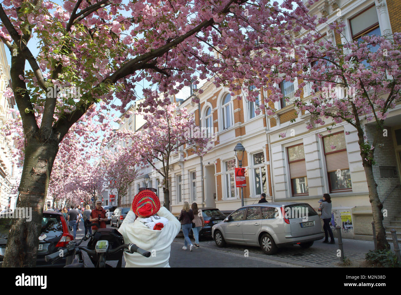cherry blossom, Bonn, Germany Stock Photo
