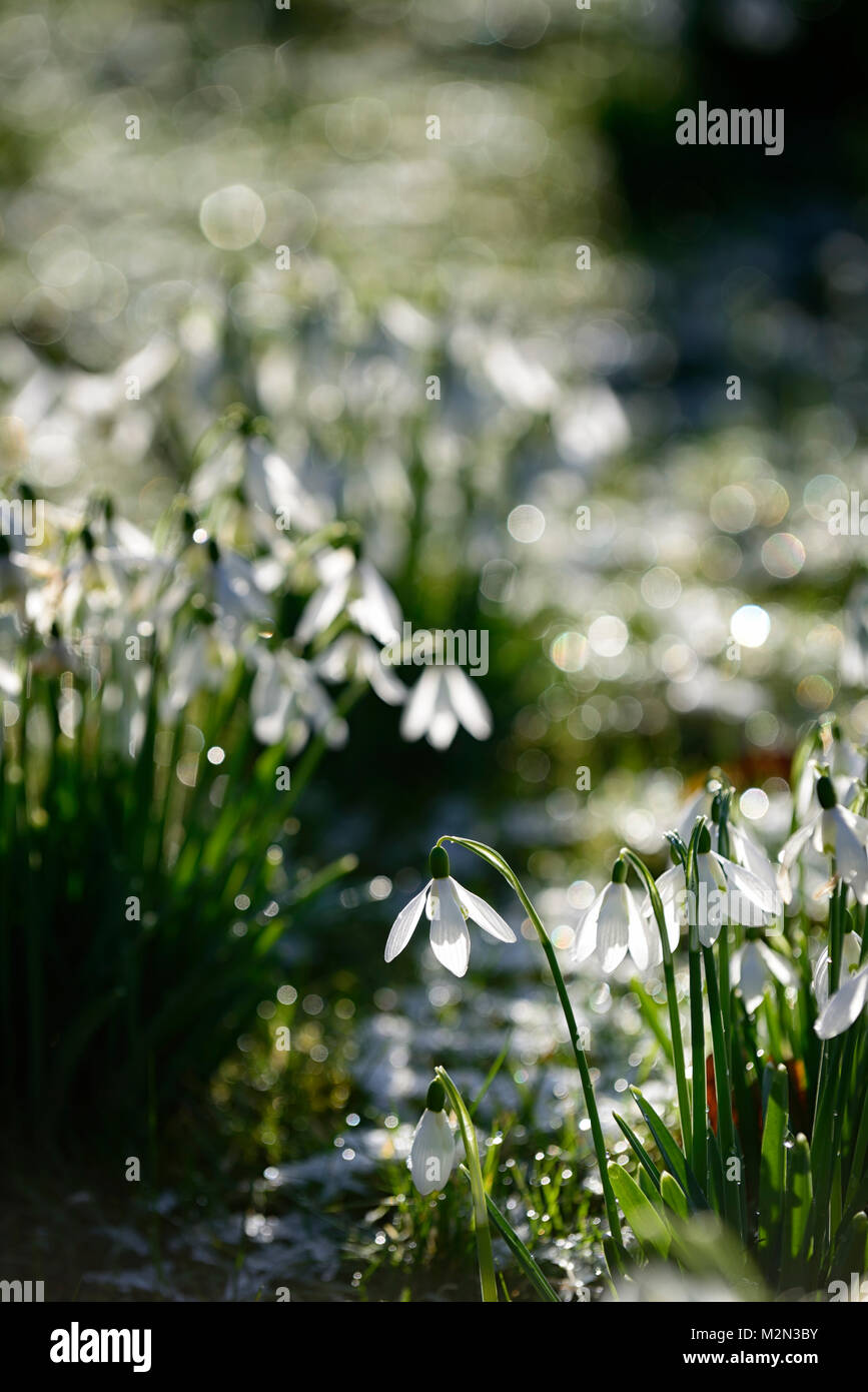 galanthus,snowdrops,snowdrop,carpet,backlit,illuminate,illuminated,stand out,standing out,spring,sun,sunshine,hope,joy,flower,flowers,flowering,RM Flo Stock Photo