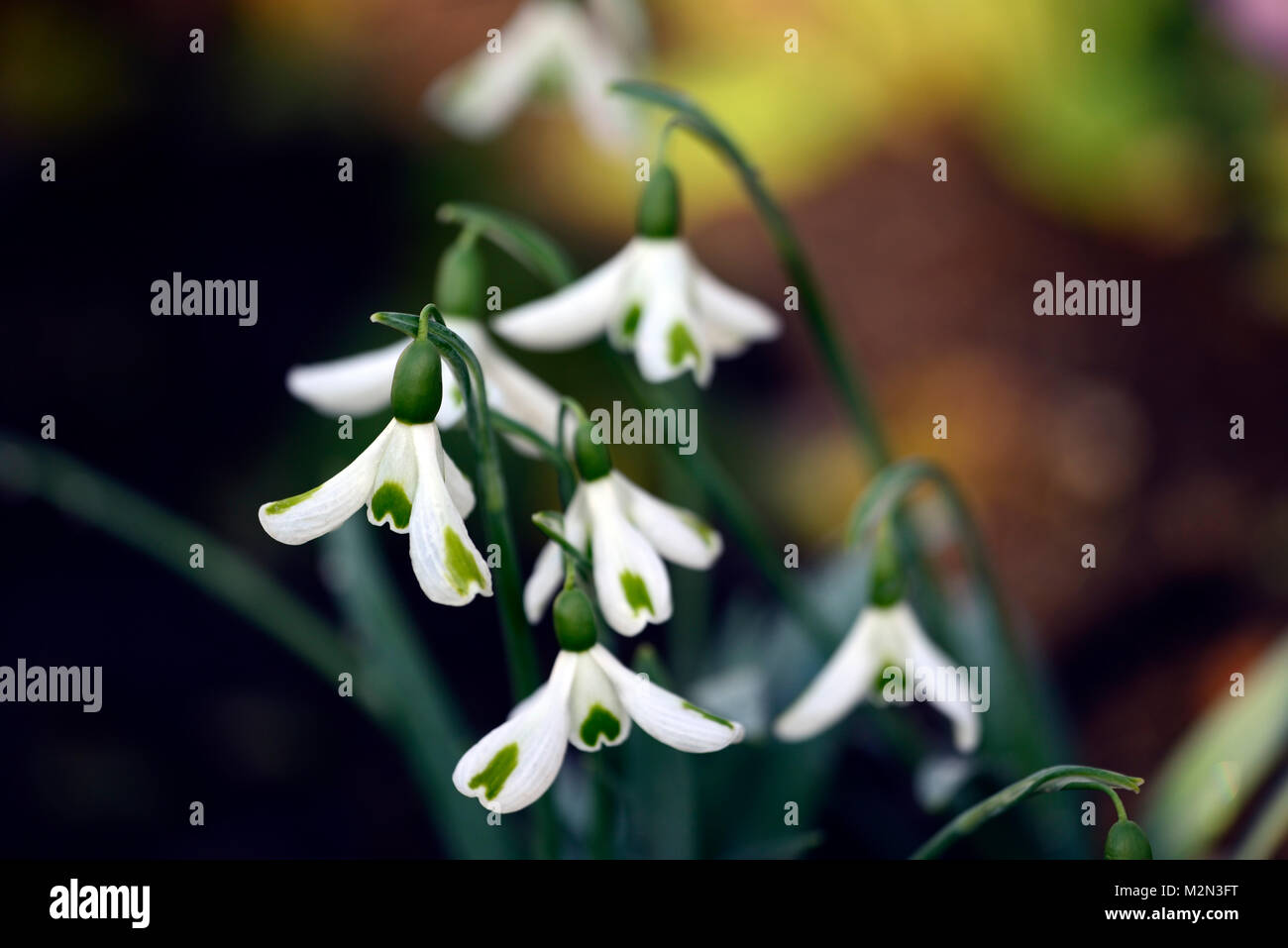 galanthus trumps, snowdrop, snowdrops, spring, flower, flowers, flowering, green,mark,markings,distinct,distinctive,RM Floral Stock Photo