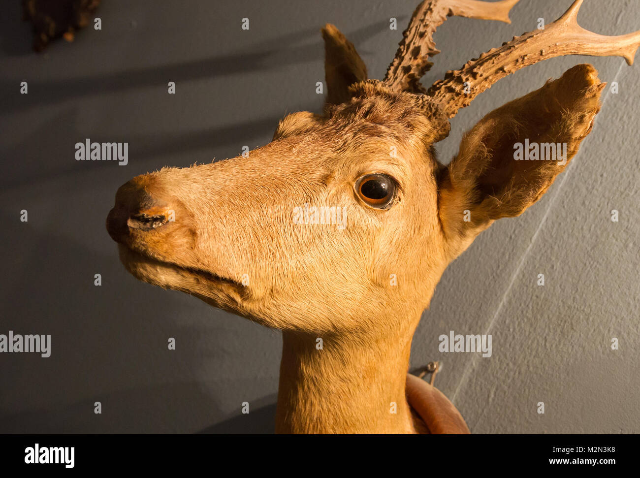 Stuffed deer head, hanging on a wall Stock Photo