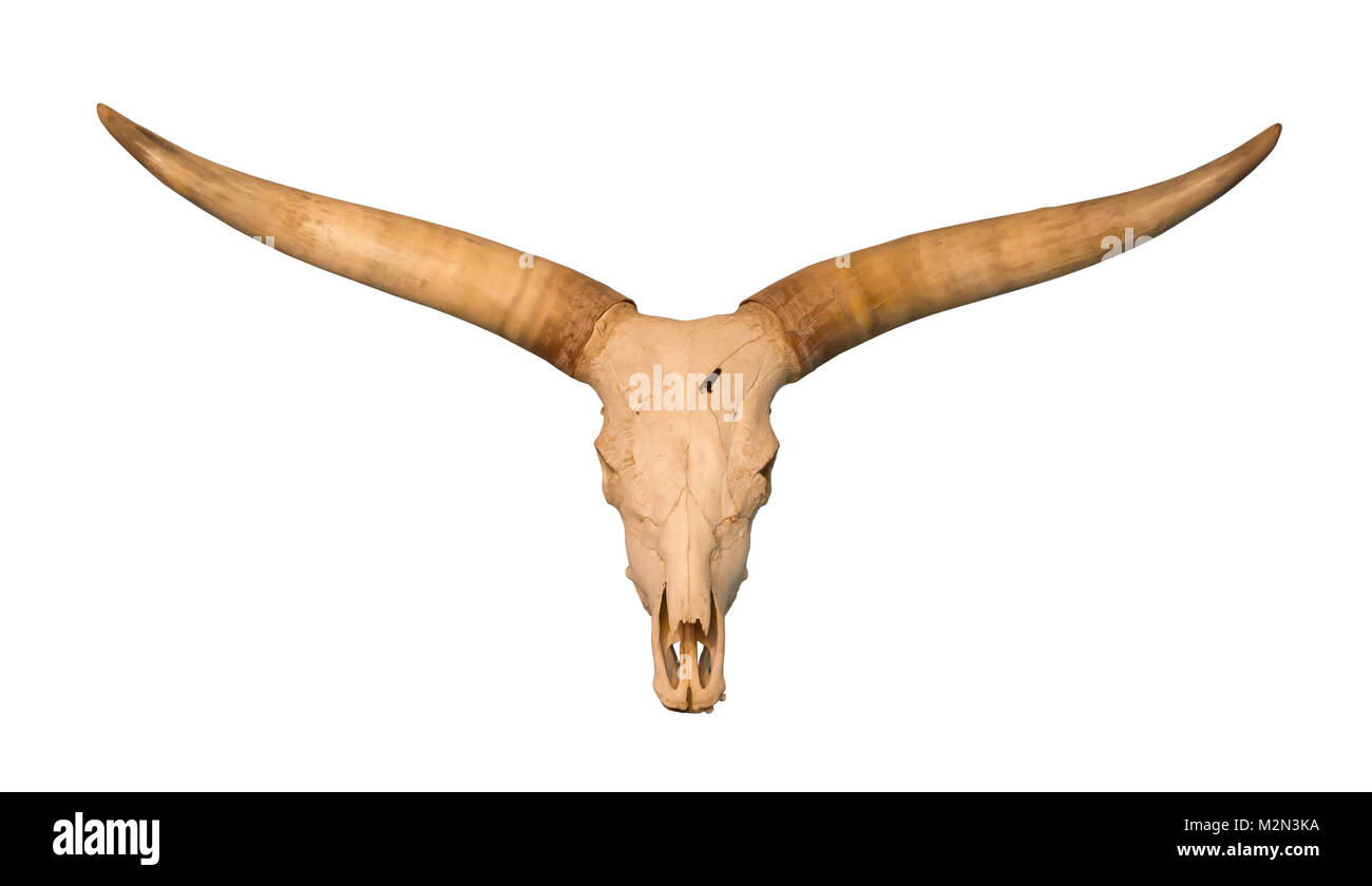 Skull with large antlers, isolated on white Stock Photo