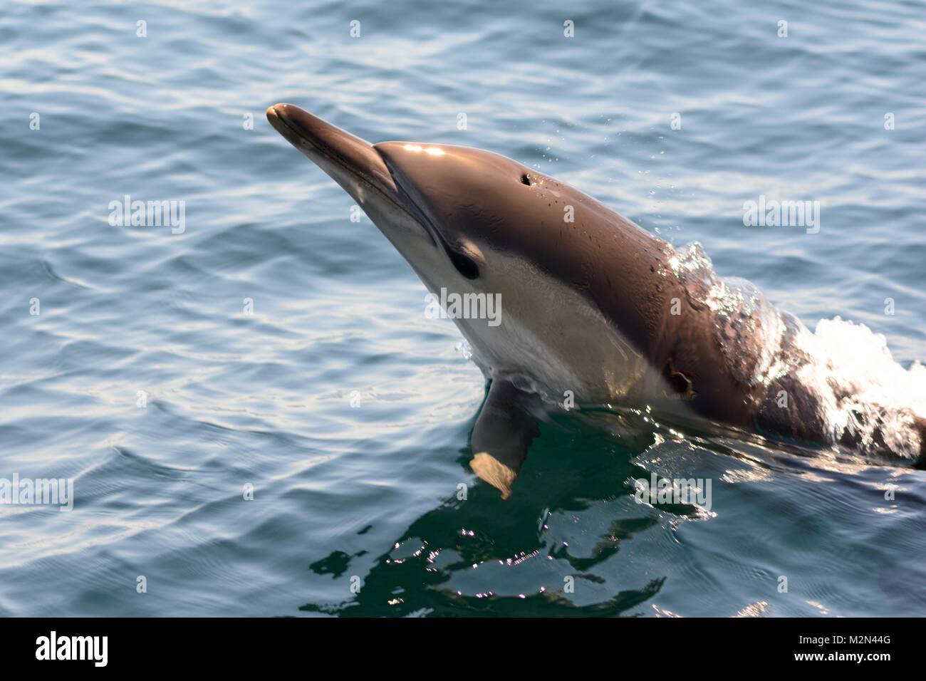 Close up of a common dolphin jumping out of the water Stock Photo