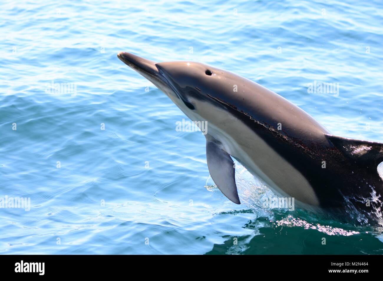 Close up of a wild dolphin jumping out of the water Stock Photo