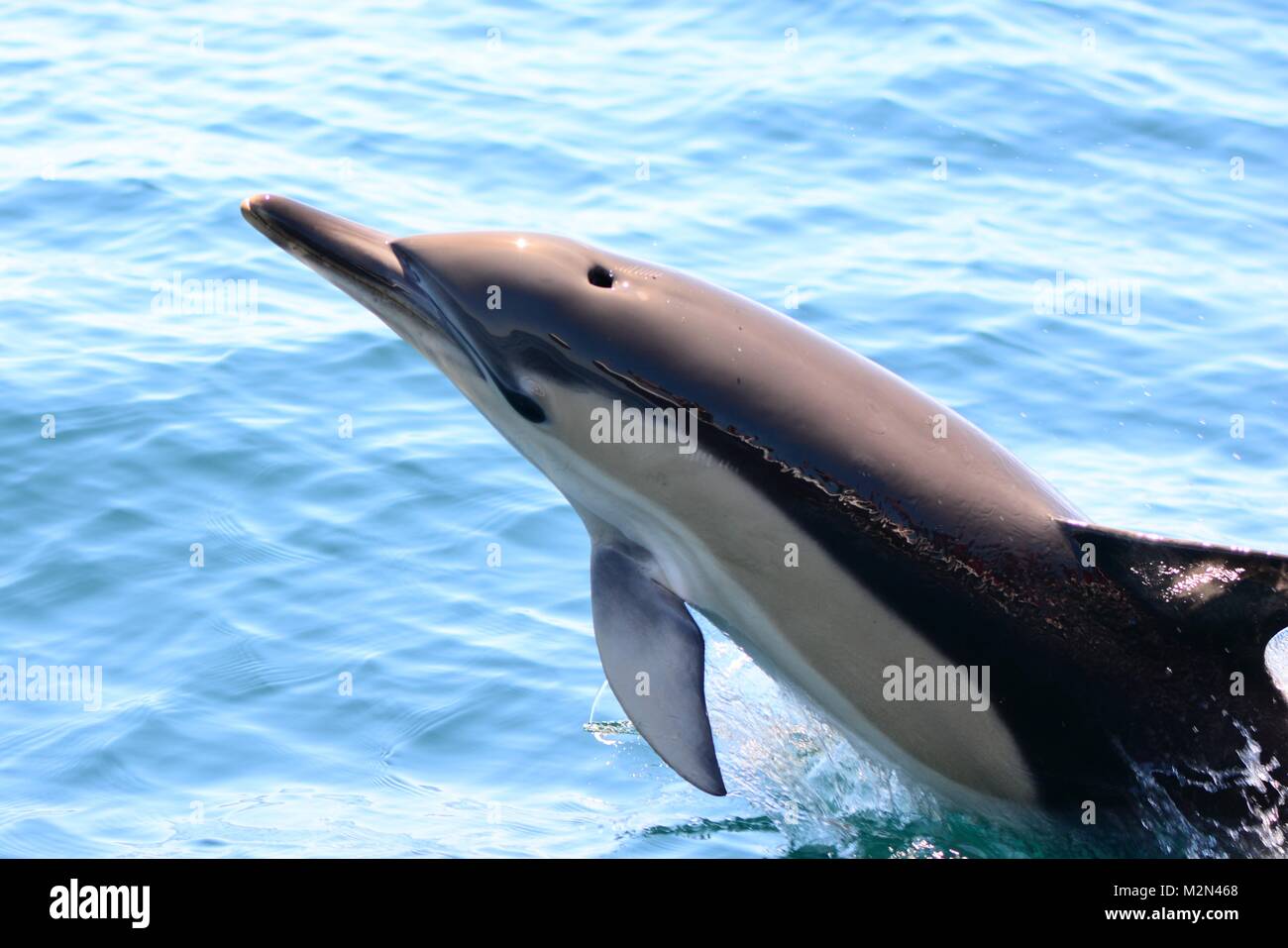 Close up of a common dolphin jumping out of the water Stock Photo