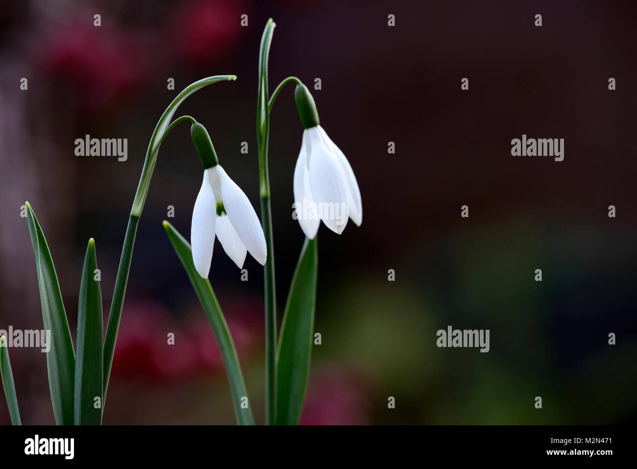 Galanthus Epiphany,christmas flowering,snowdrop,white,flowers,flower,bulbs,snowdrops,flowering,collectors,collect,rare,early flowering, RM floral Stock Photo