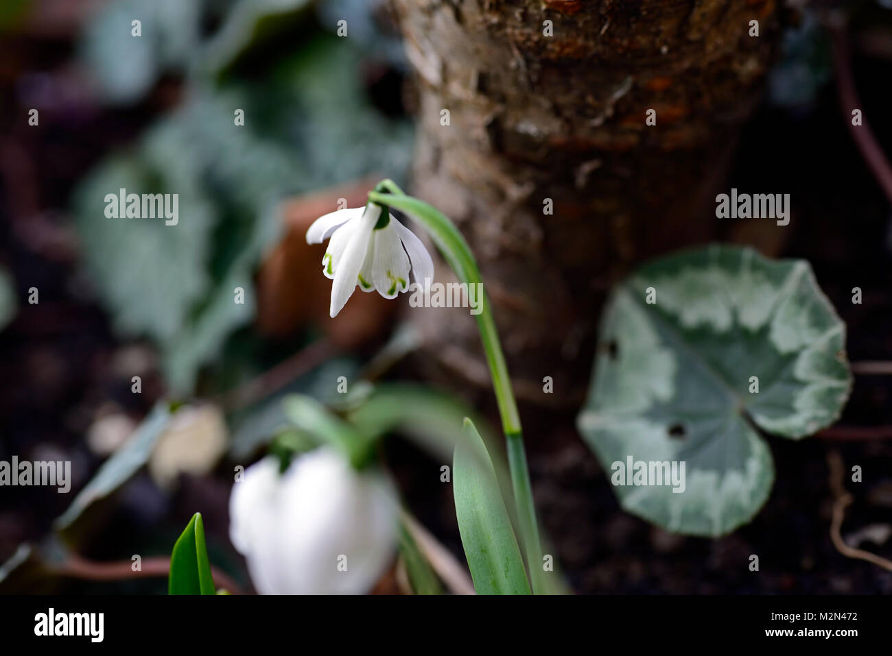 Galanthus lady beatrix stanley, double,snowdrop,white,flowers,green markings,flower,snowdrops,spring,flowering,bloom,double flower,double flowers,RM F Stock Photo