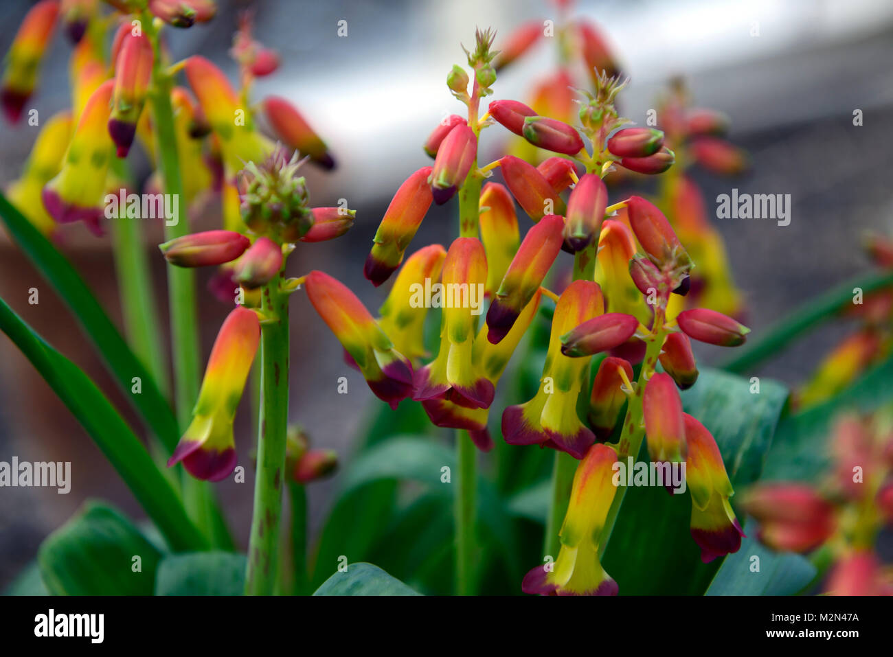 lachenalia aloides,cape cowslip,flowers,flowering,flower, blooms, yellow, red, houseplants ,indoors ,inside ,tender,RM Floral Stock Photo