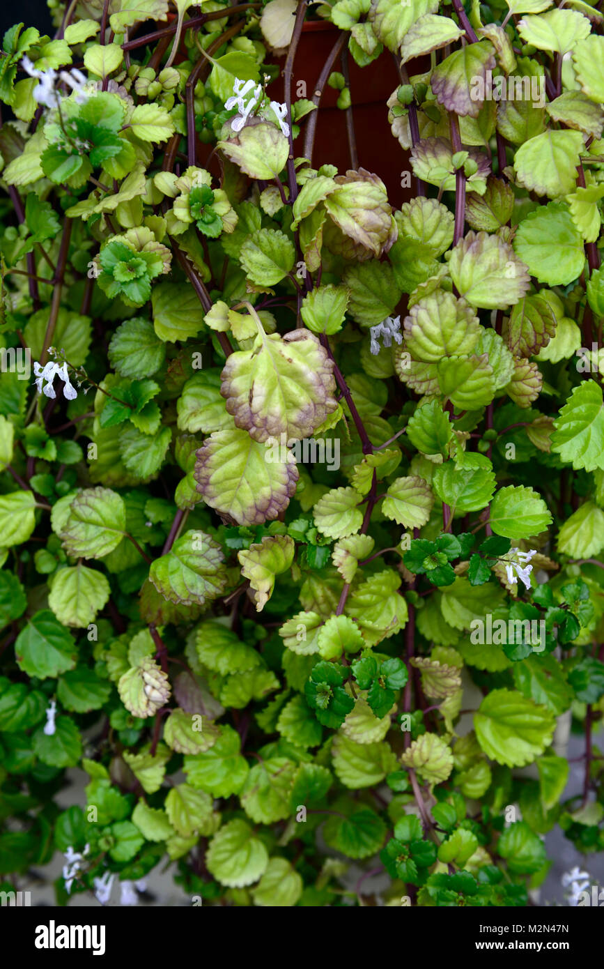 plectranthus australis,swedish ivy,evergreen perennial,trail,spread,raceme,flower,flowers,flowering,RM floral Stock Photo