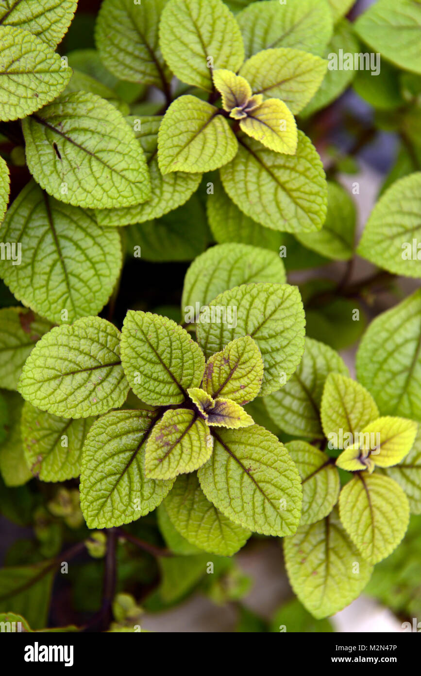plectranthus ciliatus easy gold,leaves,foliage, attractive, plant,plants,RM Floral Stock Photo