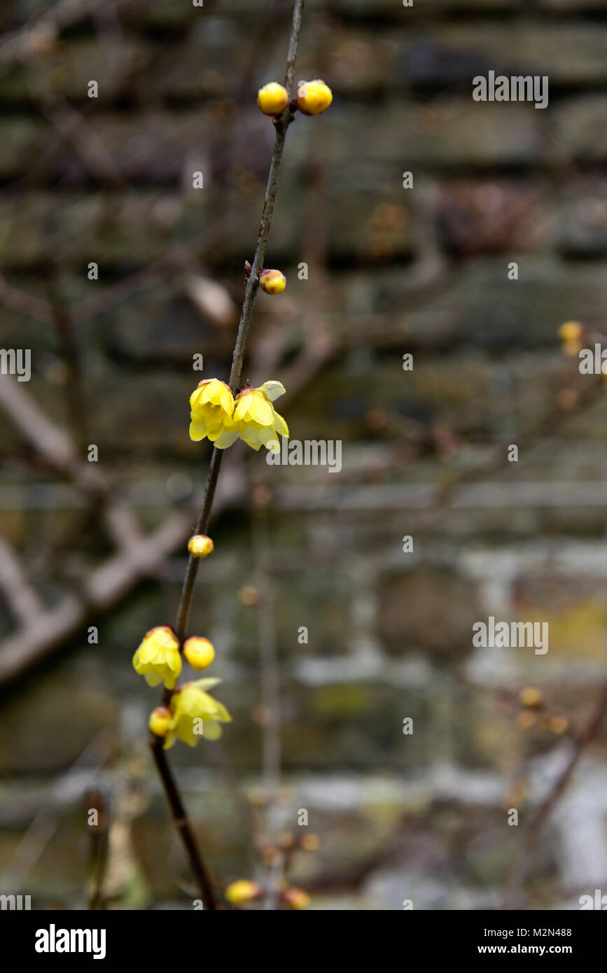 Chimonanthus praecox,walled garden,protected,protect,Yellow flowers,wintersweet,blooms,blossoms,fragrant,winter,spring,scent,scented,RM Floral Stock Photo