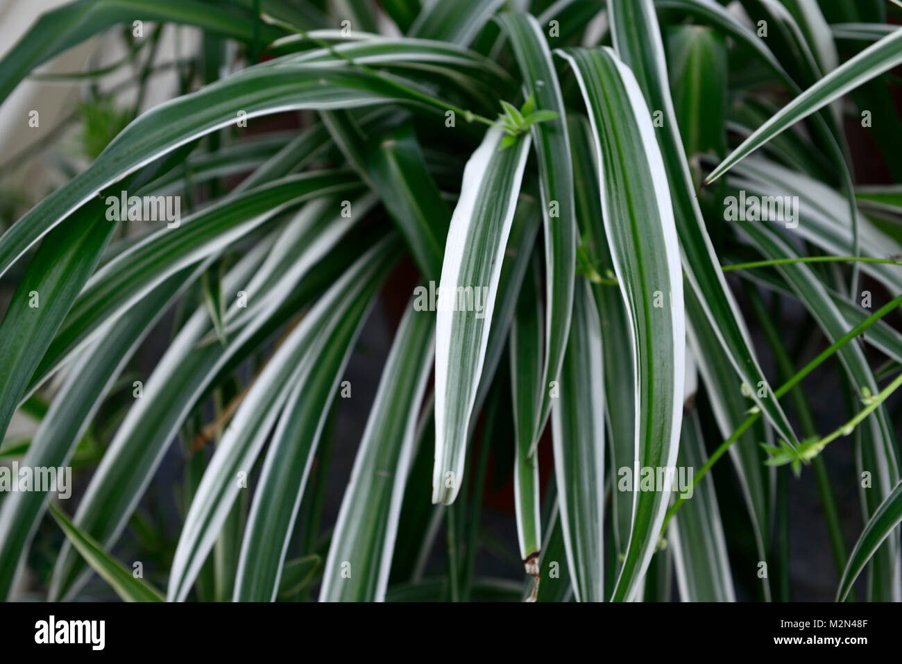 chlorophytum comosum variegatum,spider plant,variegated,leaves,foliage,houseplant, houseplants,RM Floral Stock Photo