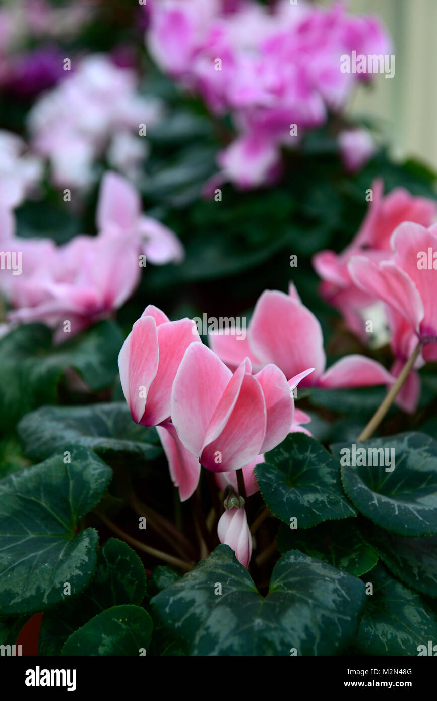 cyclamen persicum halios series mixed,cyclamens,large flowered cyclamen,pink,purple,flowers,flowering,RM Floral Stock Photo